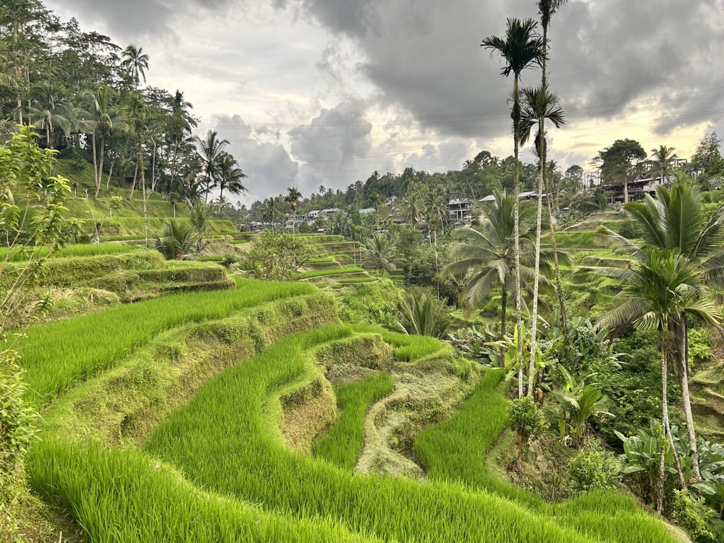 piękne pola ryżowe na Bali - jak robić piękne zdjęcia telefonem